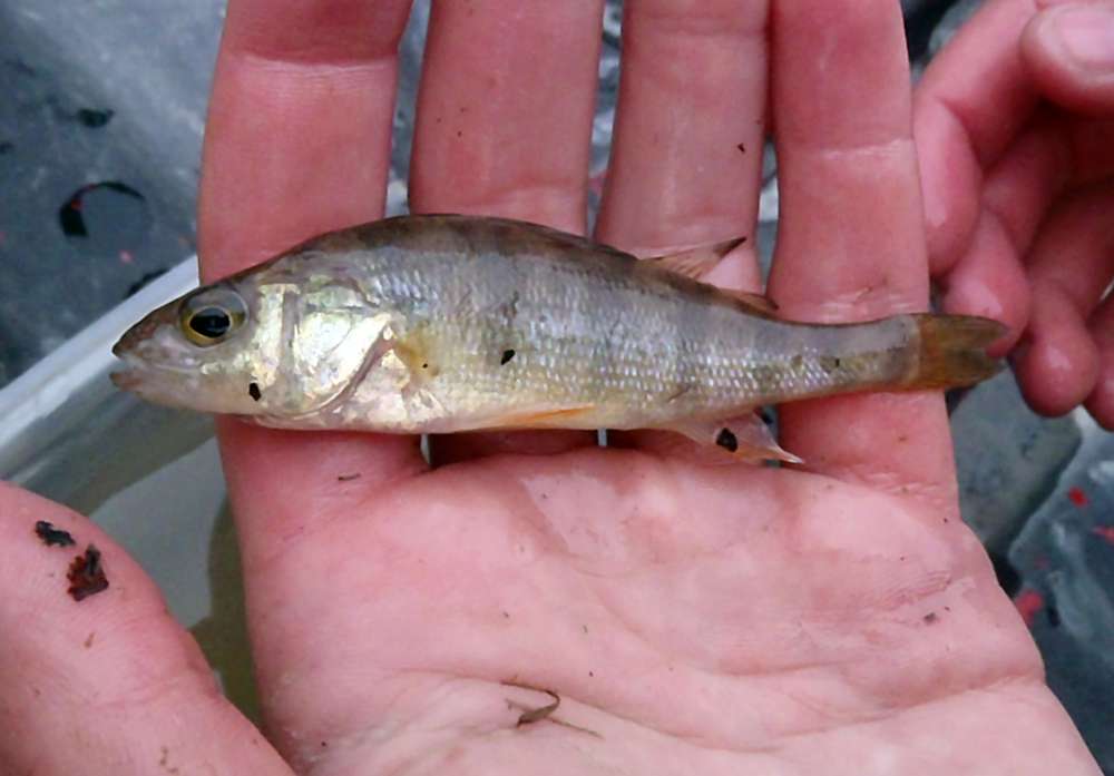 Yellow Perch: 11