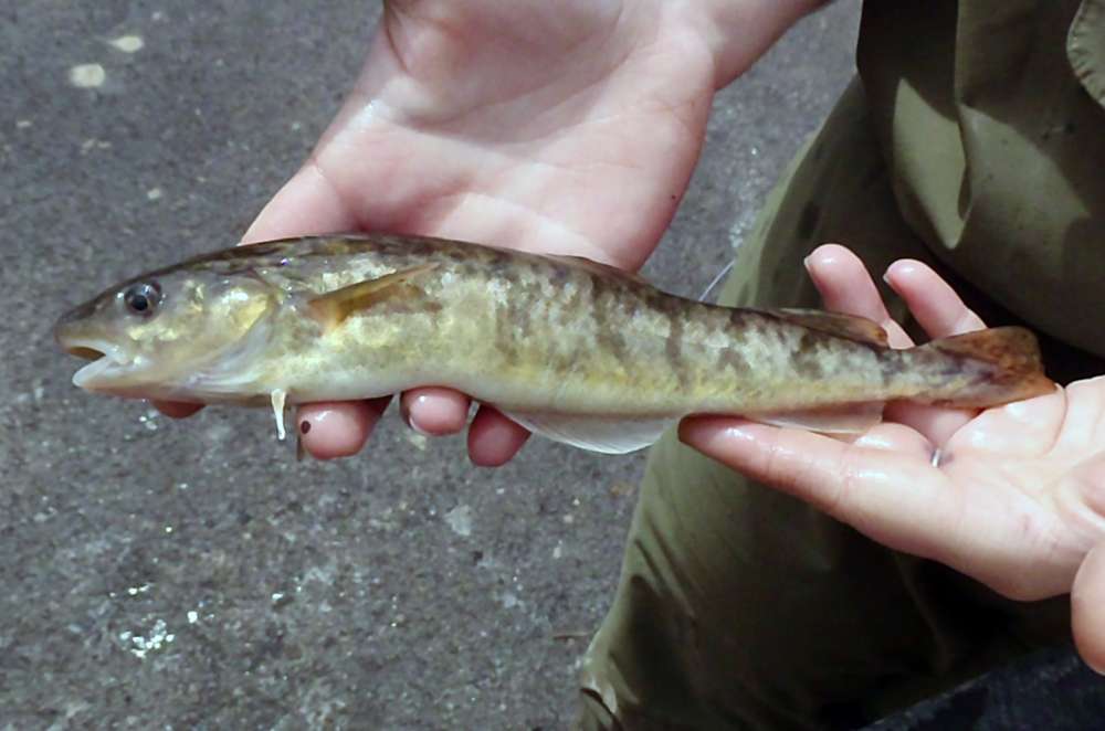 Atlantic Tomcod: 1