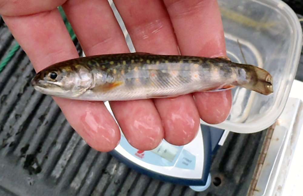 Brook Trout: 18