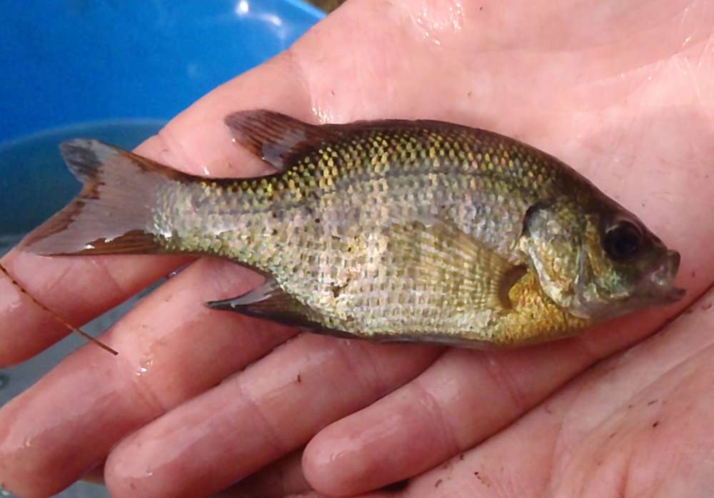 Sunfish (pumpkinseed and bluegill): 63