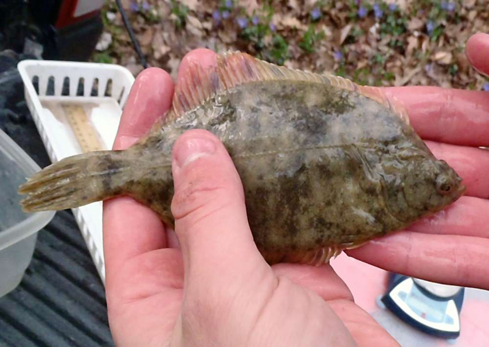 Winter Flounder: 5