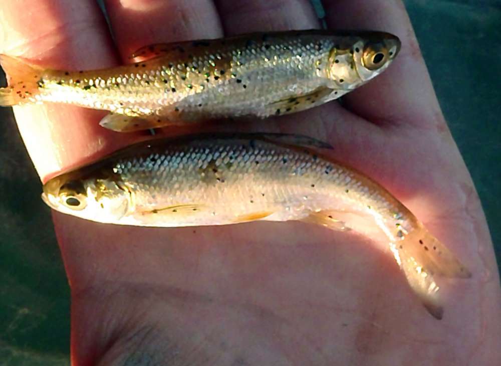 Common Shiner: 46
