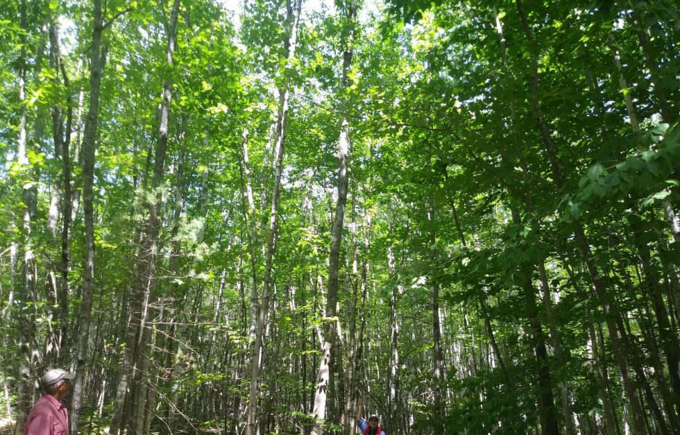 Mariko and Karl in Saco River Floodplain Forest