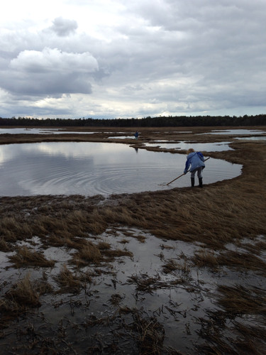 Marsh Exploration
