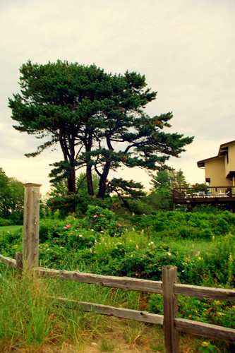 red pine