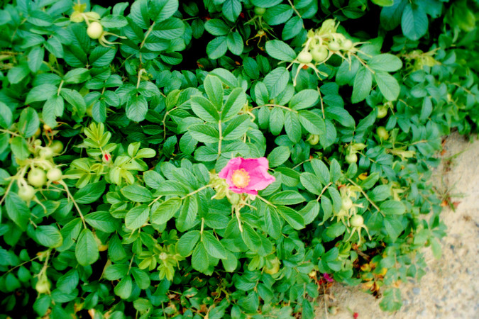 rosa rigosa
