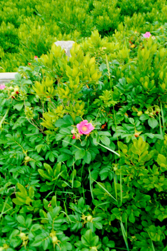 rosa rigosa and bayberry