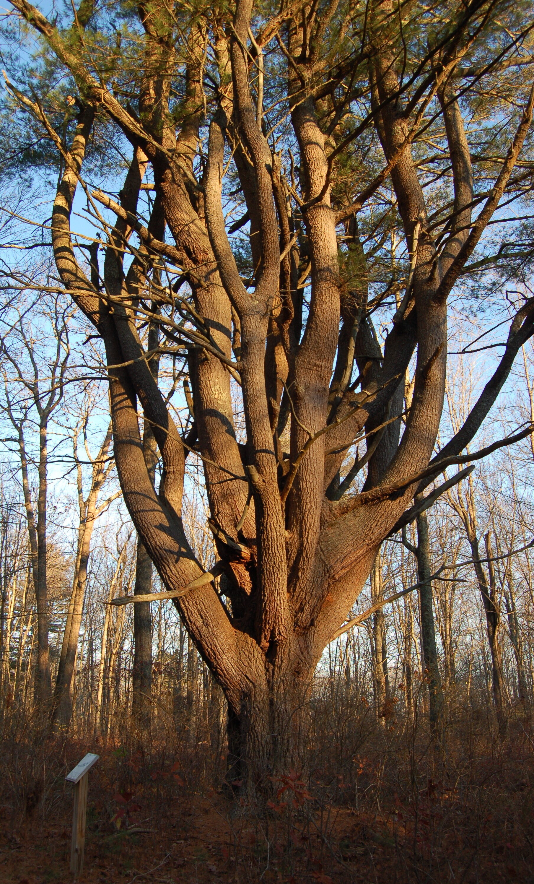 A wolf pine on the Muskie Trail