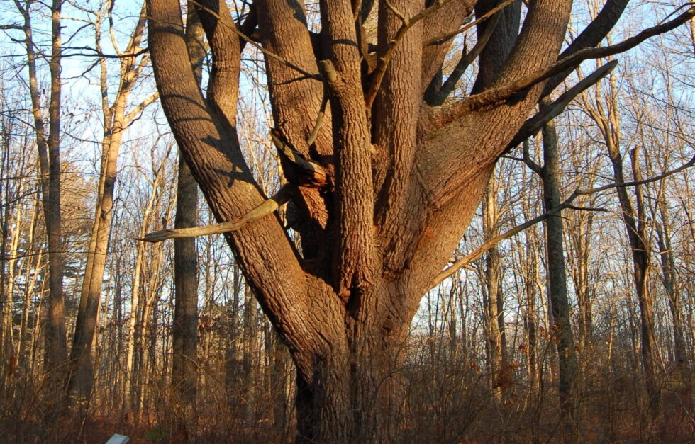 2012 NIK 7224 wolf pine