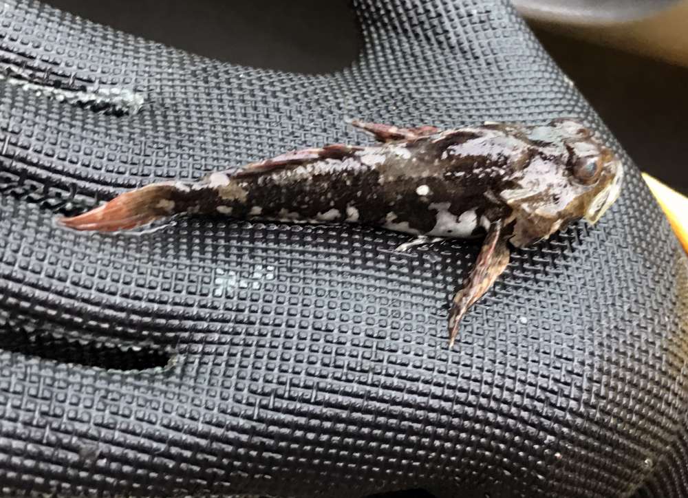 Grubby Sculpin: 4