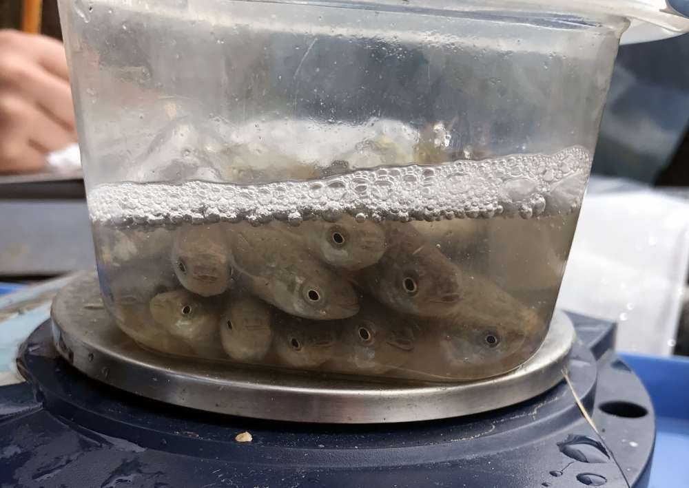 Killifish: 1,204