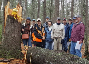 Yankee Woodlot tour group poses beside a large fallen tree.