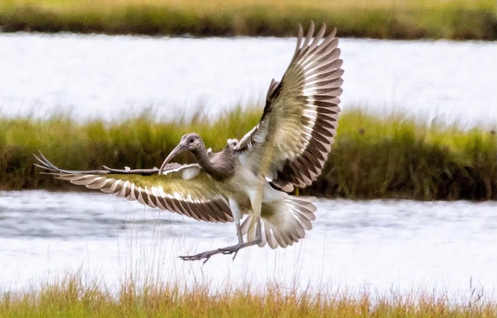 20220810 Alexsandra Jean White Ibis Flight