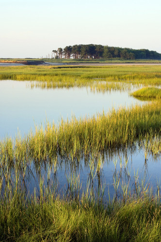 Little River estuary salt marsh. ? Jeff Stevensen