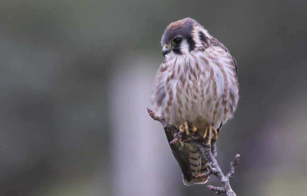 American Kestrel Monhegan 9 24 1
