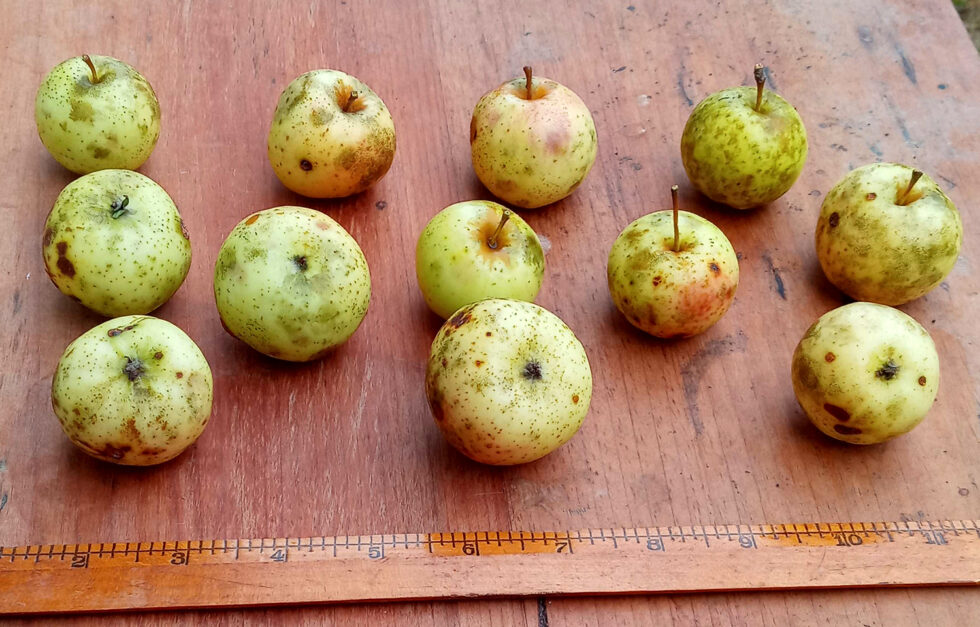 Apples island field