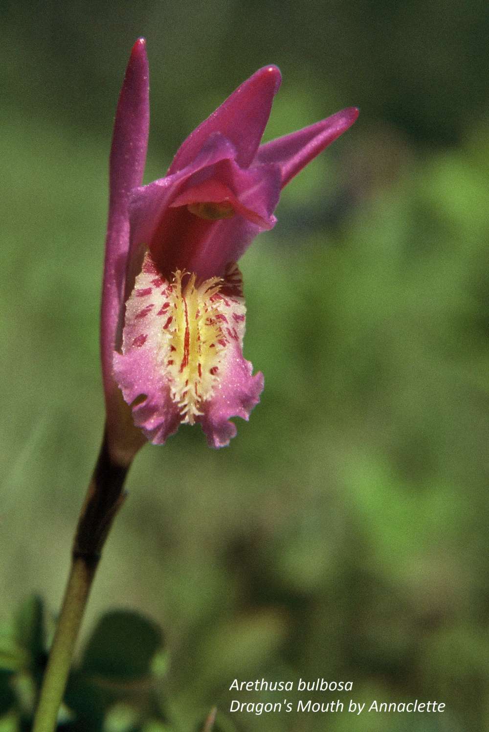 Dragon's Mouth, Arethusa bulbosa, in the mossy bog. Photo © Annaclette.