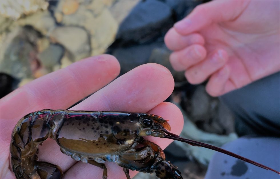 Baby Lobster