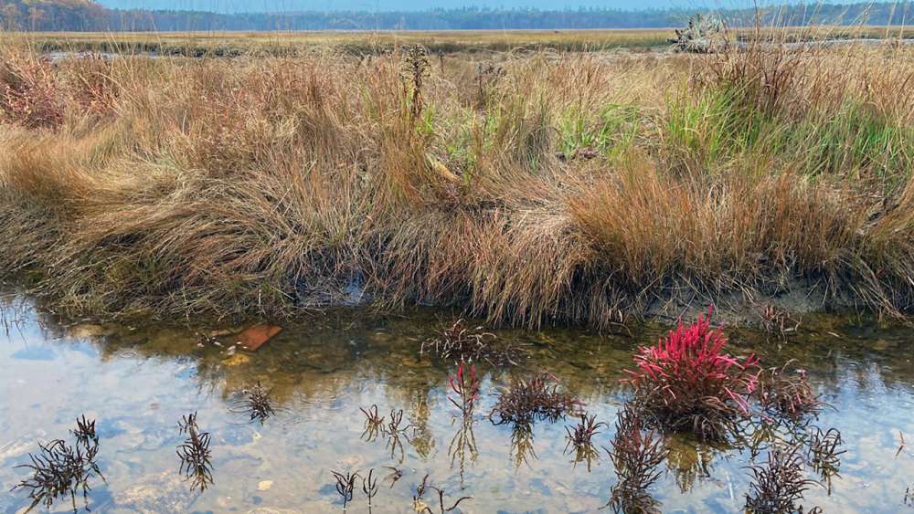 A salt marsh pool with various plants growing in and around it.