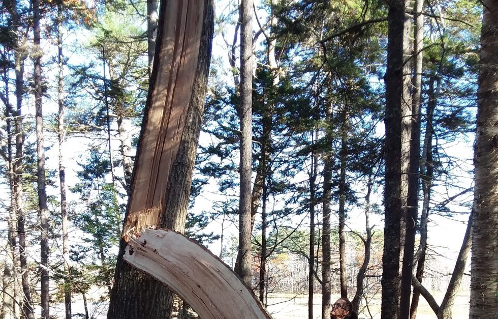 Big Tree On The Trail