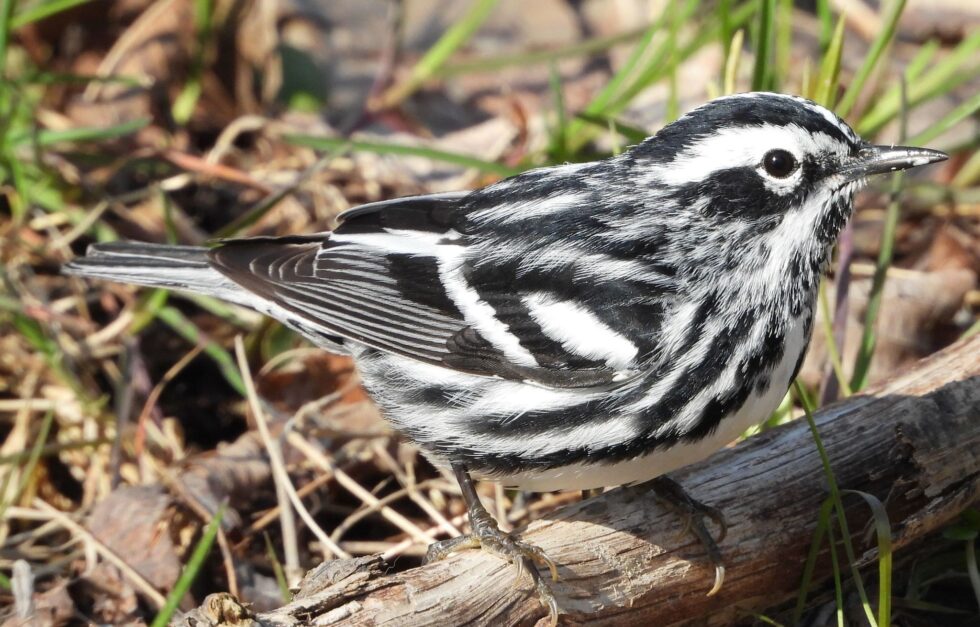 Black and white warbler Mniotilta varia 72460469 CC0 public domain peter waycik