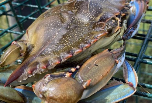 Bluecrabs1 Crop