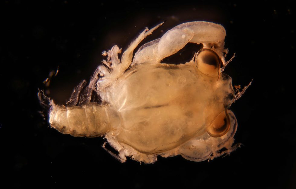 Box Crab Megalopa Dorsal Wellsnerr Specimen