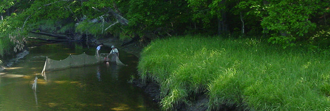 Working with a fyke net in Branch Brook