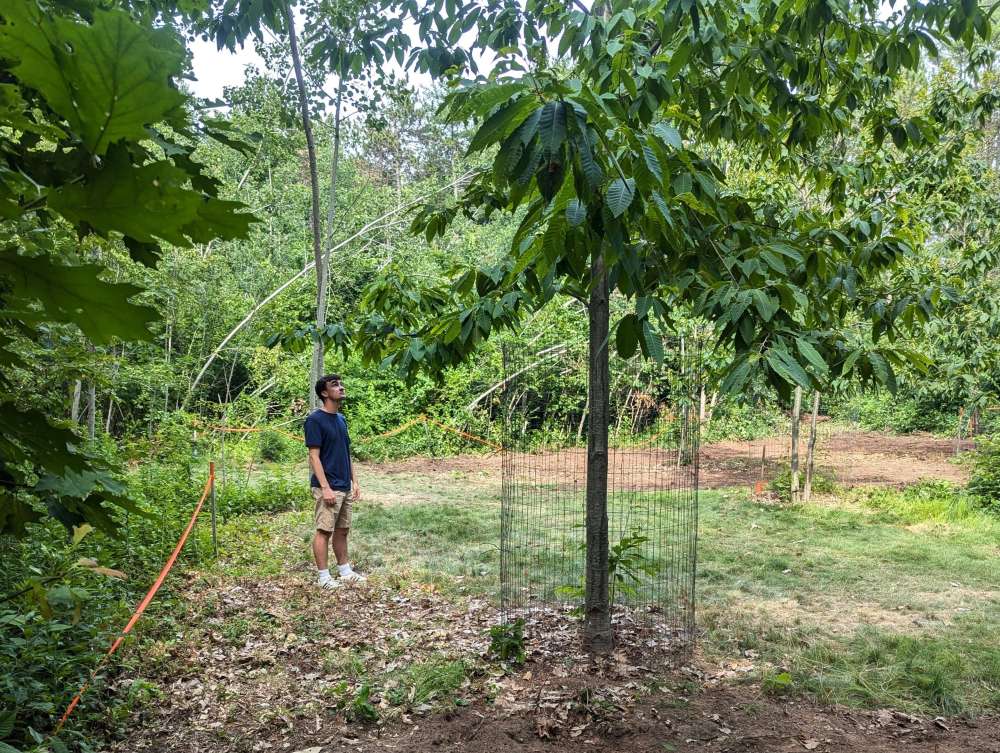 Brian Gibson, looking at chestnut tree
