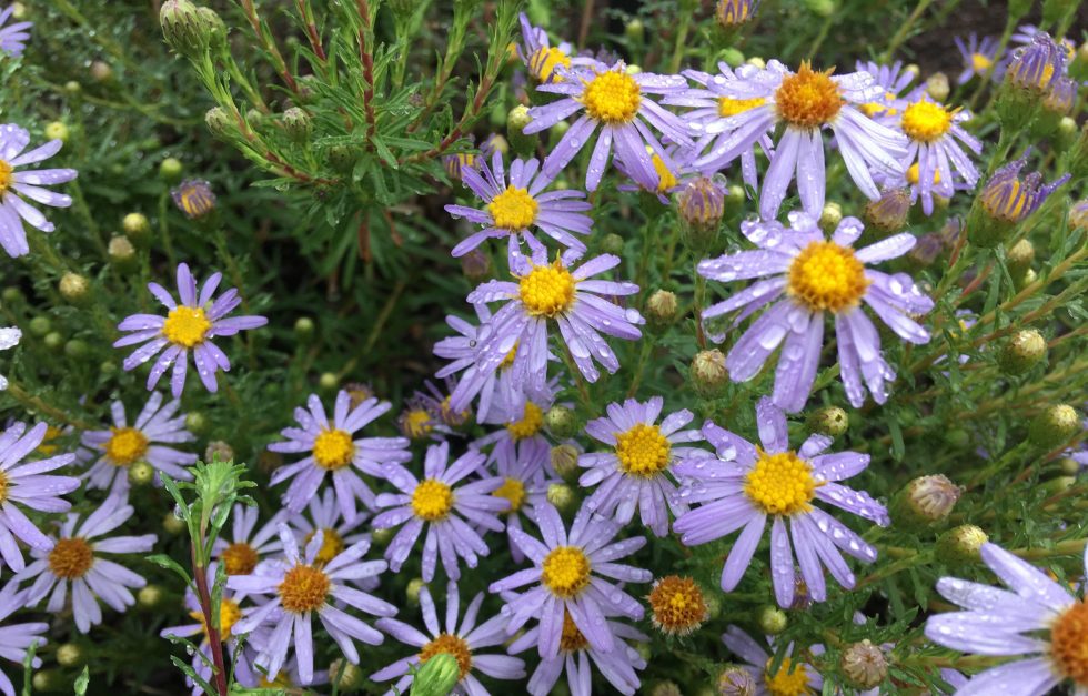 Bristly Aster