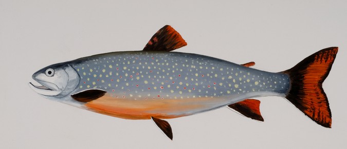 brook trout