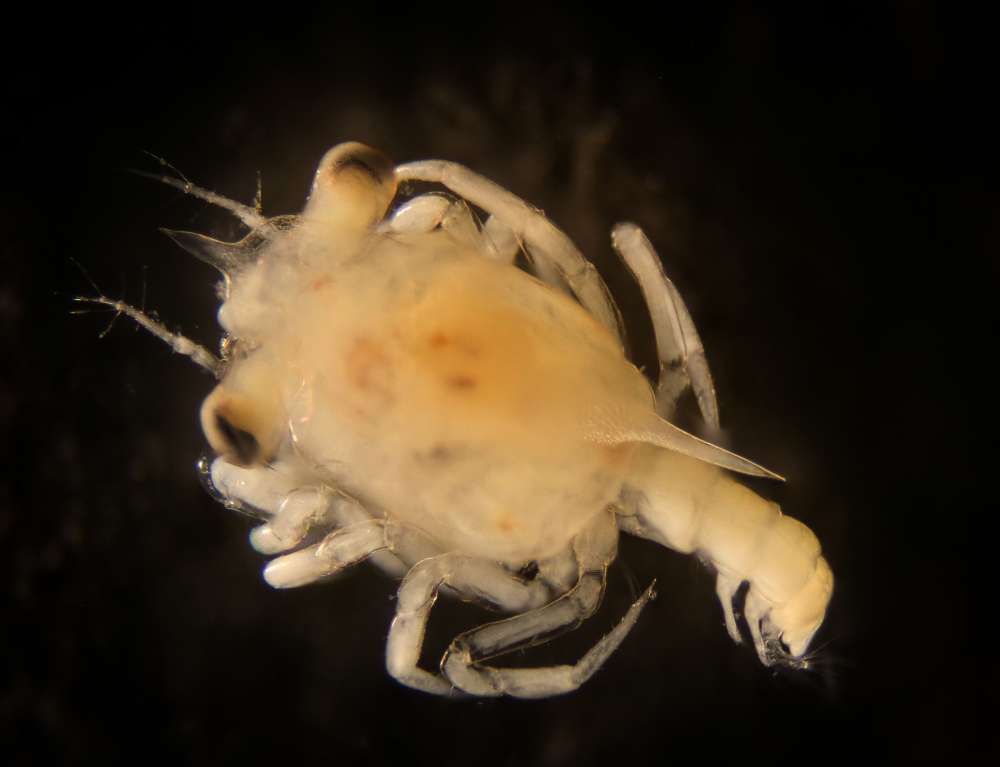 The two prominent spines characteristic of Jonah crab larvae are clearly visible in this focus-stacked image, a composite of 19 photographs. Image by Lee and Sylvia Pollock.