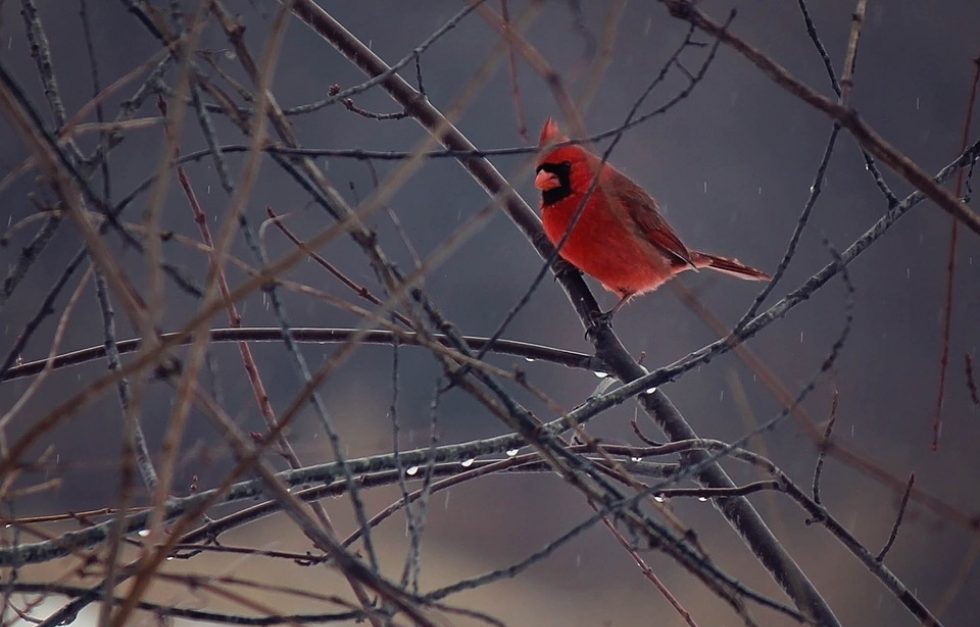 Cardinal1