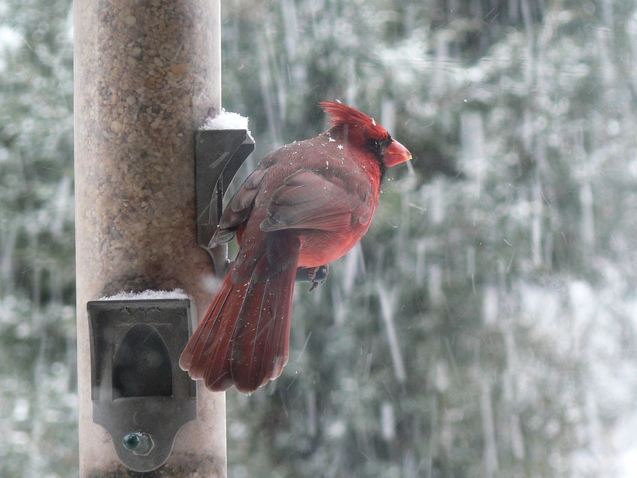 The only living bird in New York