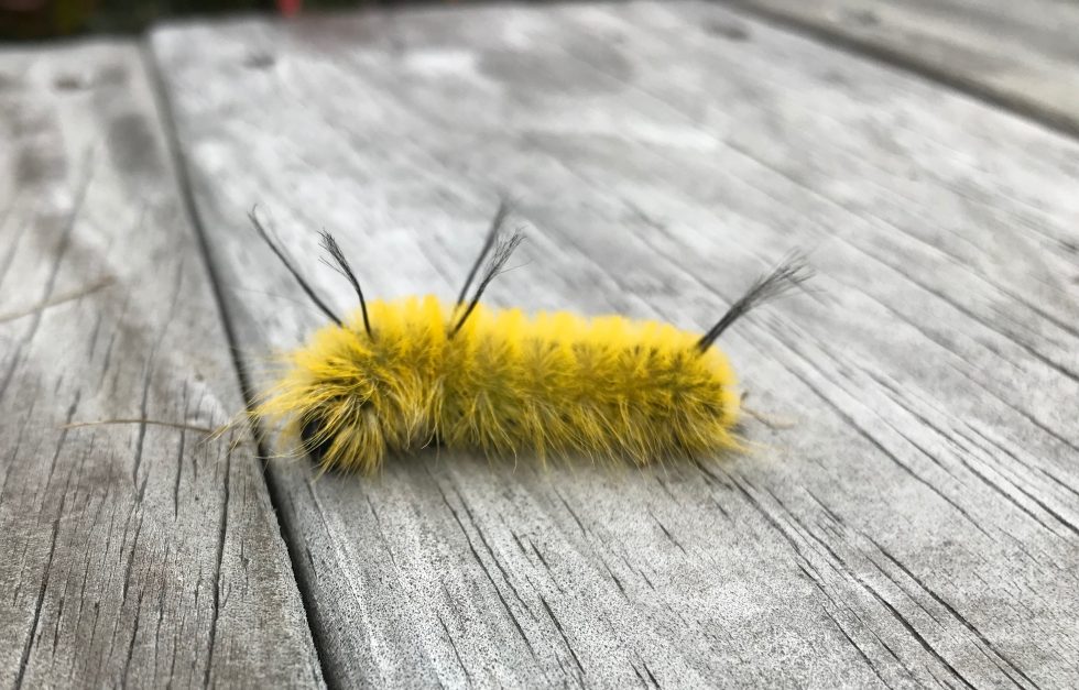 Caterpillar