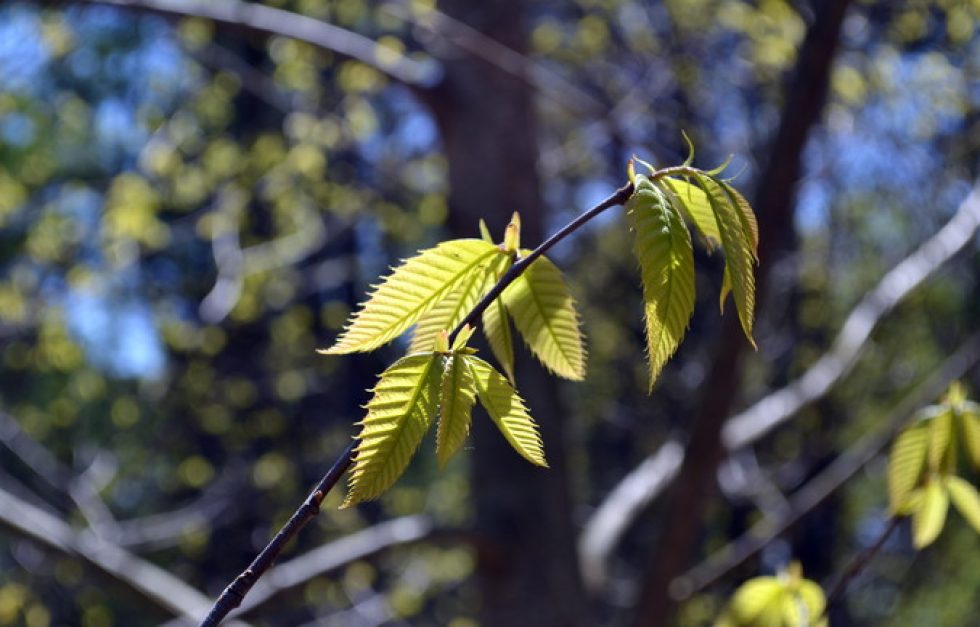 Chestnutleaves