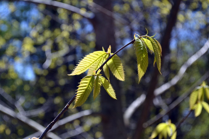 Chestnut Leaves
