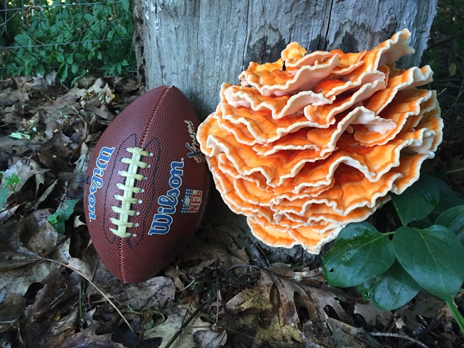 A tasty tree-t