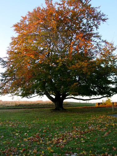 Copper Beech