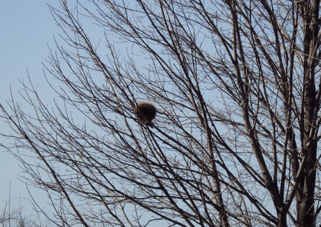 Porcupine in Maple