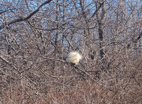 Albino porcupine