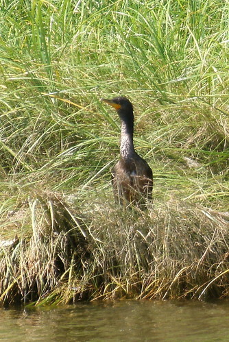 Cormorant