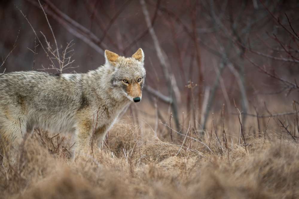 Coyote