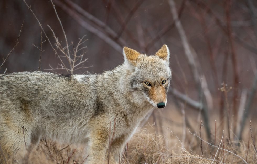 Coyote 2024 Karl Ramsdell crop2