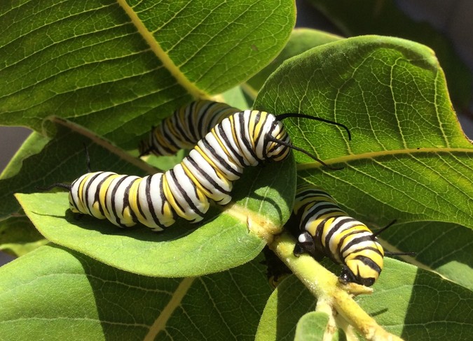 Monarch caterpillars