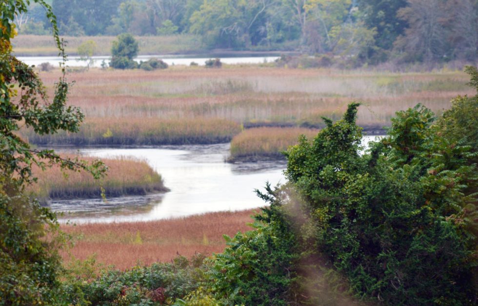 Connecticut NERR marshscape