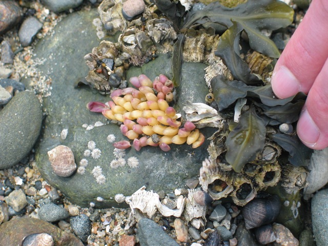 dog whelk eggs