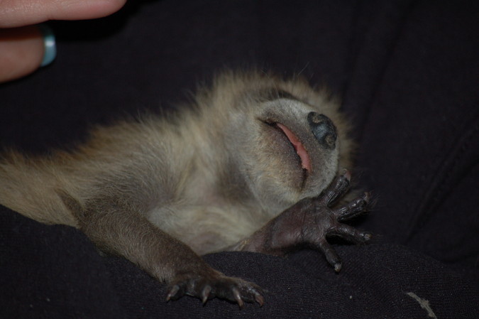Rescued baby raccoon from farmhouse attic.