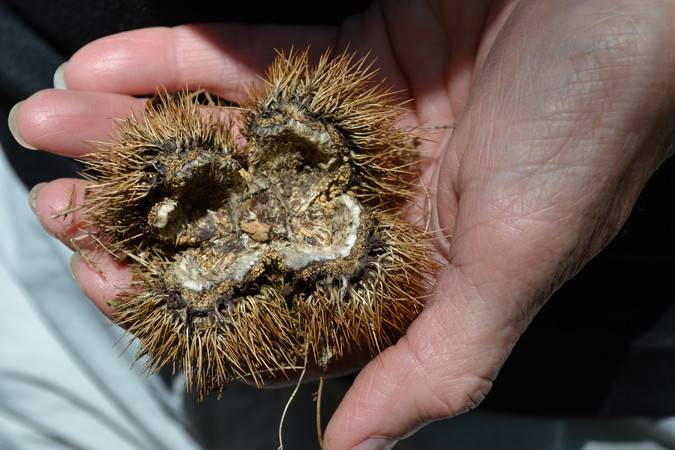 Chestnut Husk