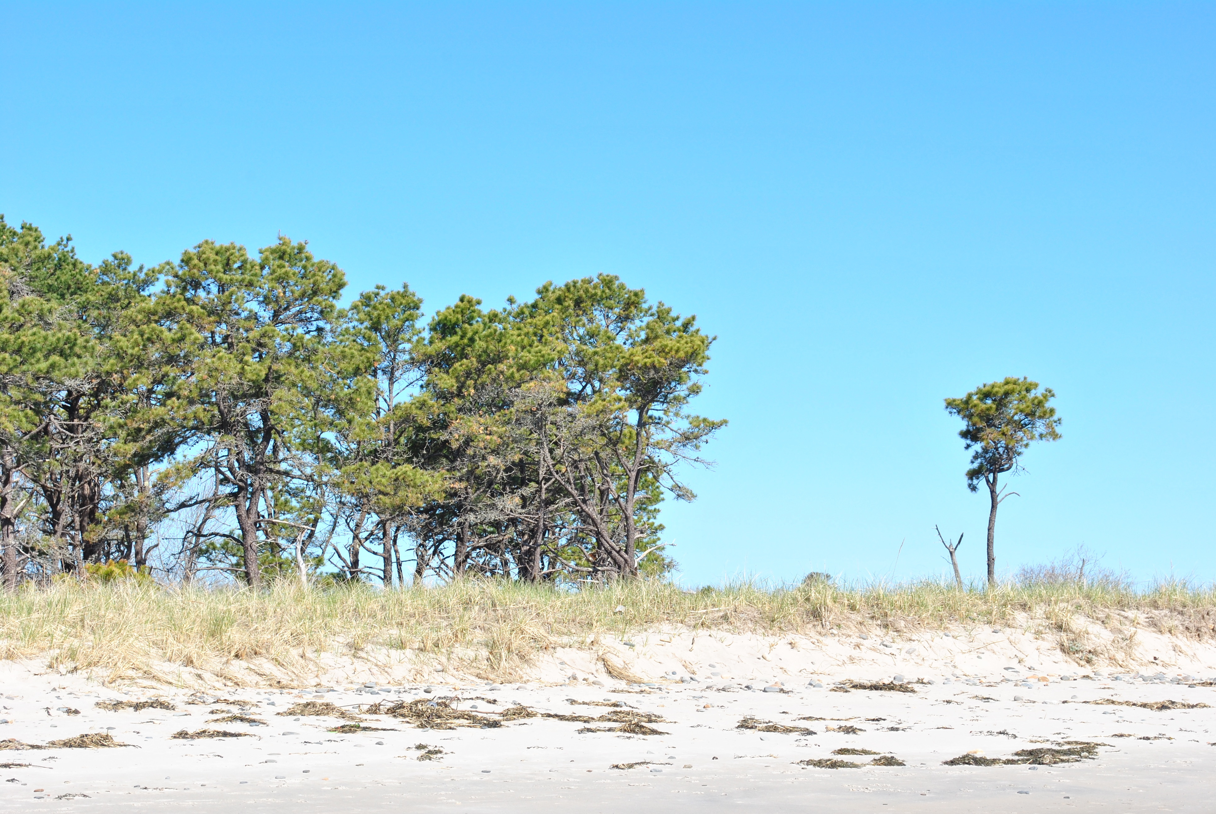 Laudholm Beach